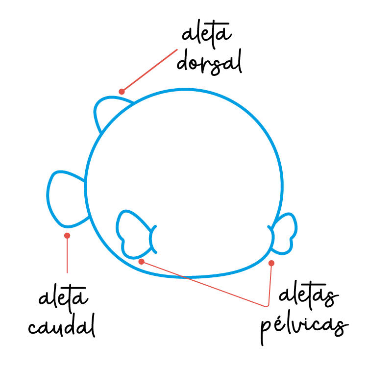 dibujar pez globo paso 3